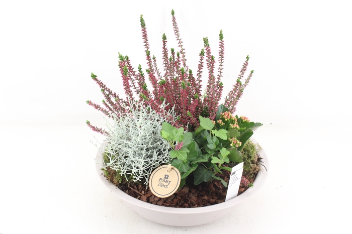 <h4>arr4 Outdoor PL - Zink creme schaal L</h4>