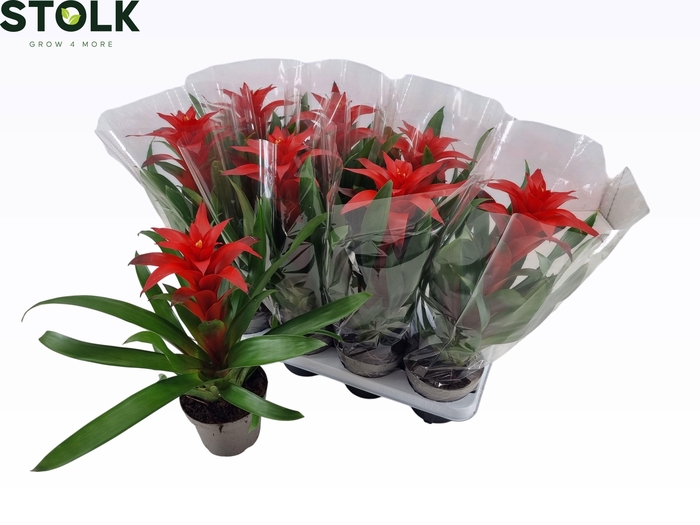 <h4>GUZM AMORETTO</h4>