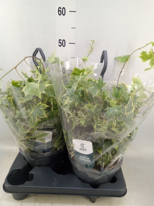 <h4>Hedera helix   ...mix varie yello</h4>