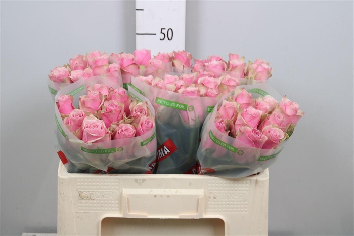 <h4>R Gr Athena Royale</h4>