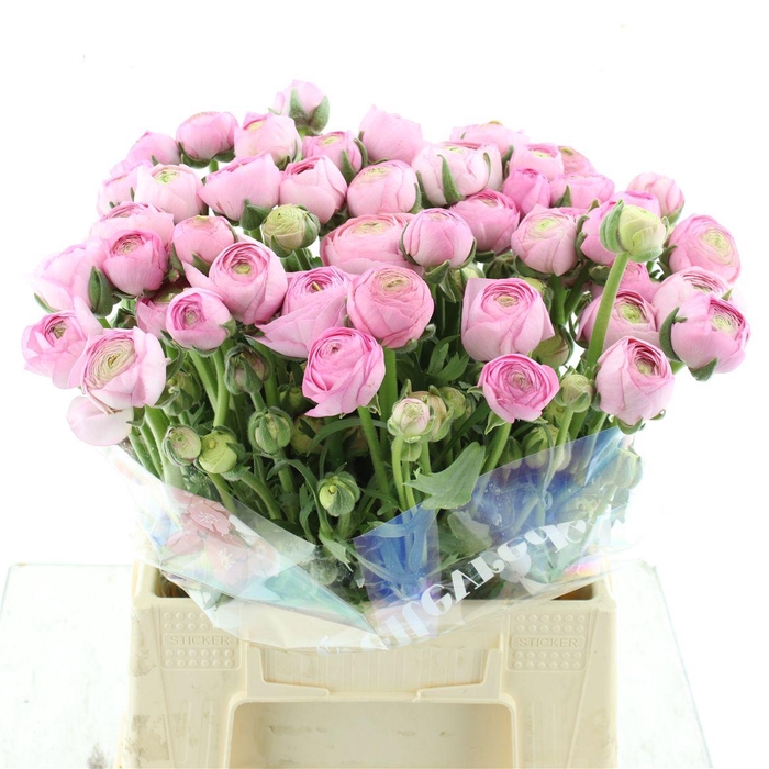 <h4>Ran Aazur Pink N L</h4>