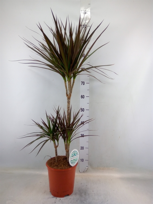 <h4>Dracaena marg. 'Magenta'</h4>