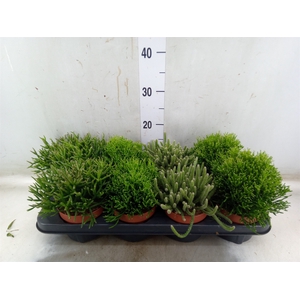 Rhipsalis   ...mix