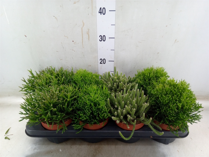<h4>Rhipsalis   ...mix</h4>