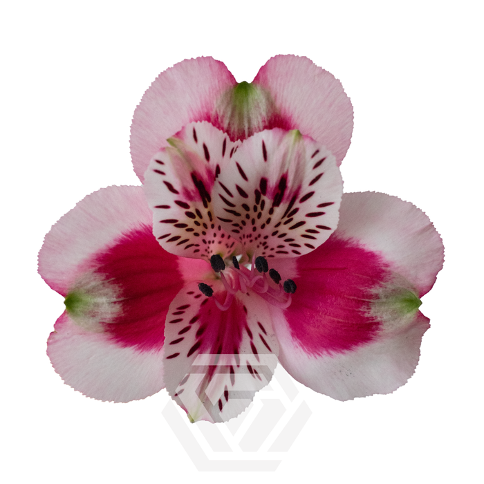 <h4>ALSTR SWEETHEART 60CM Tessa</h4>