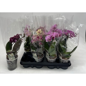 PHAL GEM