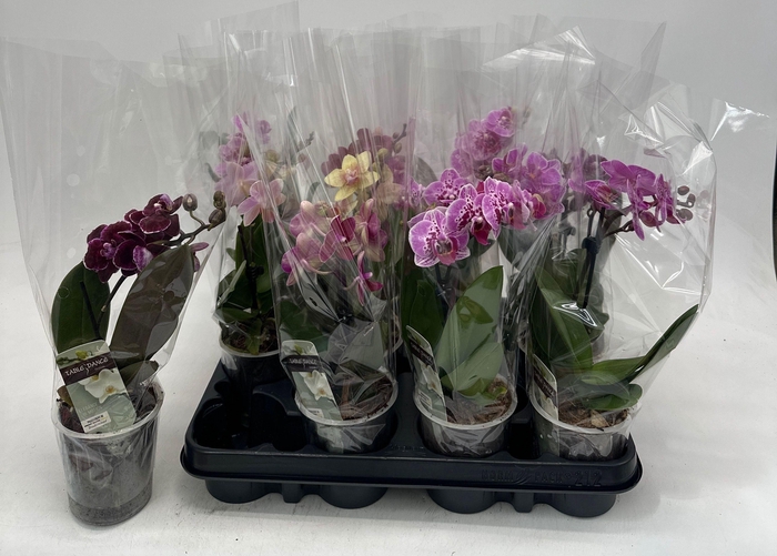 <h4>PHAL GEM</h4>