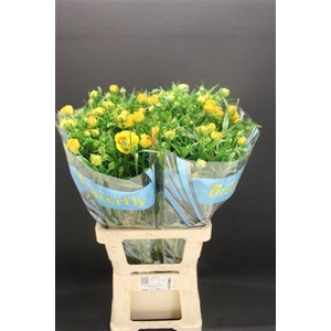 Ran Butterfly Minerva 70cm