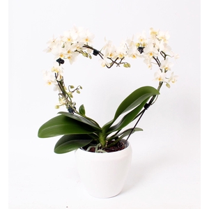 Phal. Multiflora vorm wit 