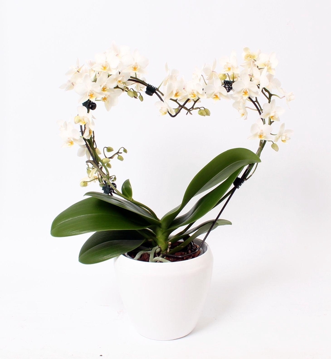 <h4>Phal. Multiflora vorm wit "Blossoming Heart" in sofia wit</h4>