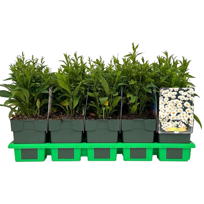 <h4>Aster Schneekissen</h4>