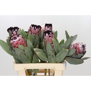 Protea African Didi