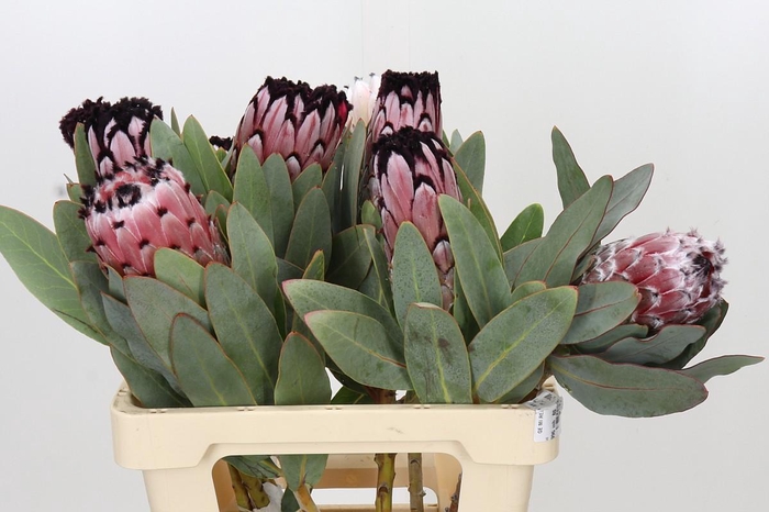 <h4>Protea African Didi</h4>
