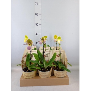 Paphiopedilum   ...multiflower mix