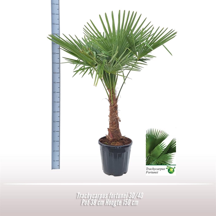<h4>Trachycarpus fortunei</h4>