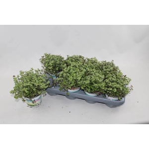 CALLISIA REPENS