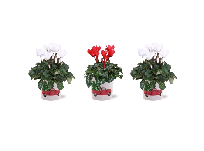 <h4>Collectie "Craft World" Cyclamen in keramiek Noel rood Wit</h4>