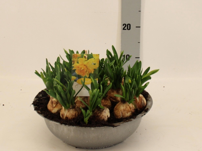 <h4>NARC D TETE BOUCLE</h4>