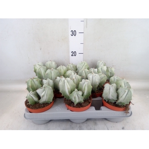 Cereus   ...