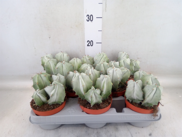 <h4>Cereus   ...</h4>