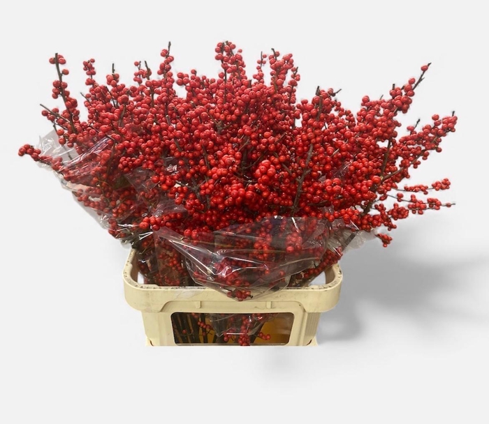 <h4>ILEX VE RODE BES</h4>