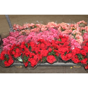 BEGONIA P11