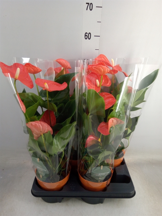 <h4>Anthurium andr. 'Atlas'</h4>