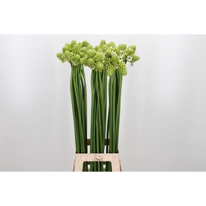 Ornithogalum Saundersiae