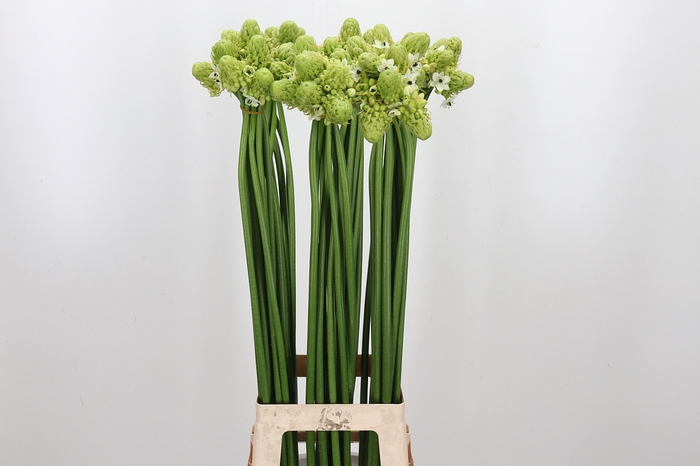<h4>Ornithogalum Saundersiae</h4>