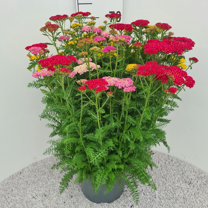 <h4>Achillea Skysail Trio P26</h4>