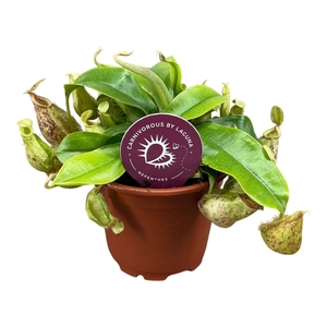 Nepenthes Hookeriana 8,5 cm