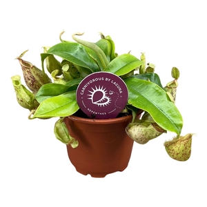 Nepenthes Hookeriana 8,5 cm