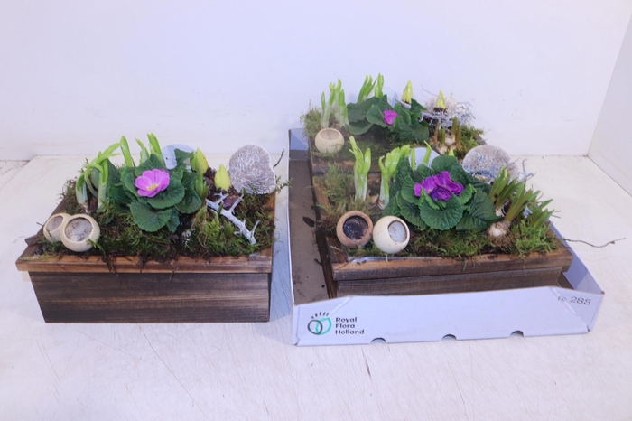 <h4>ARR TUINPLANTEN</h4>