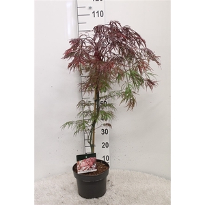 Acer palmatum 'Garnet' P23 potgekweekt