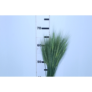 TRIGO VERDE