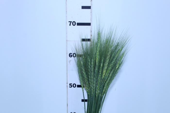 TRIGO VERDE