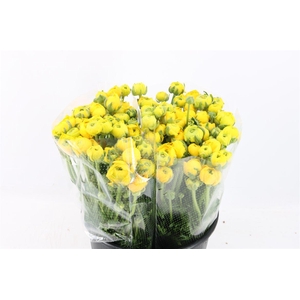 Ran Amandine Yellow Pergol