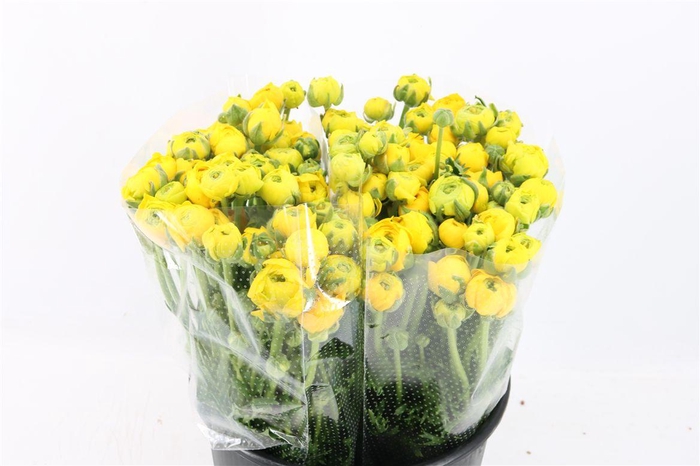 <h4>Ran Amandine Yellow Pergol</h4>