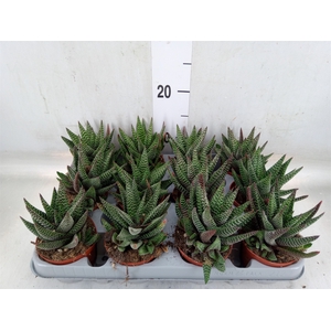xGasterhaworthia  'Royal Highness'