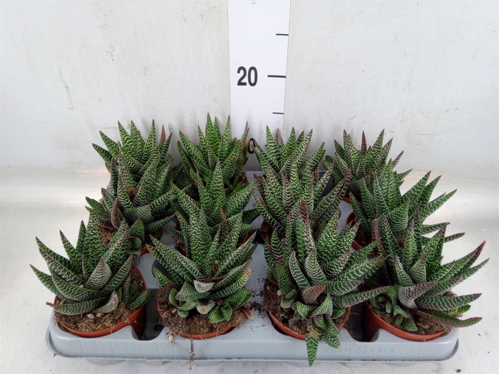 <h4>xGasterhaworthia  'Royal Highness'</h4>