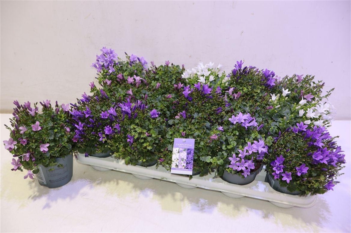 <h4>Camp Addenda Mixk</h4>