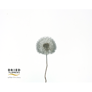 Dried Bleached Dandelion Regular Dark Green