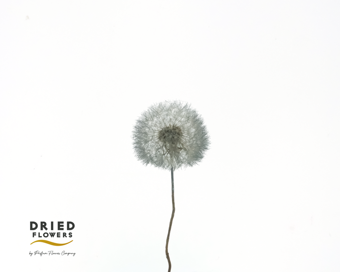 <h4>Dried Bleached Dandelion Regular Dark Green</h4>