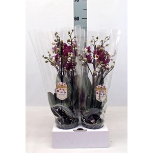 Phalaenopsis   ...