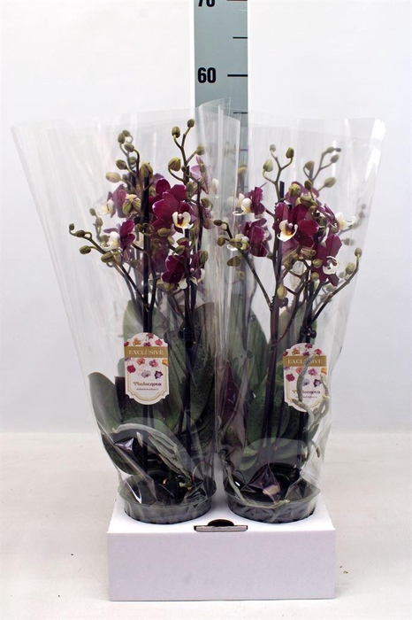 <h4>Phalaenopsis   ...</h4>