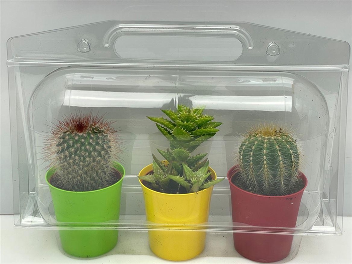 <h4>Cactus gemengd</h4>
