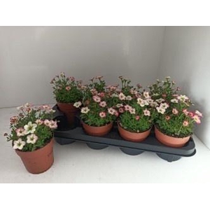 SAXIF ALP EARLY PICO