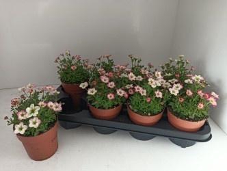 <h4>SAXIF ALP EARLY PICO</h4>