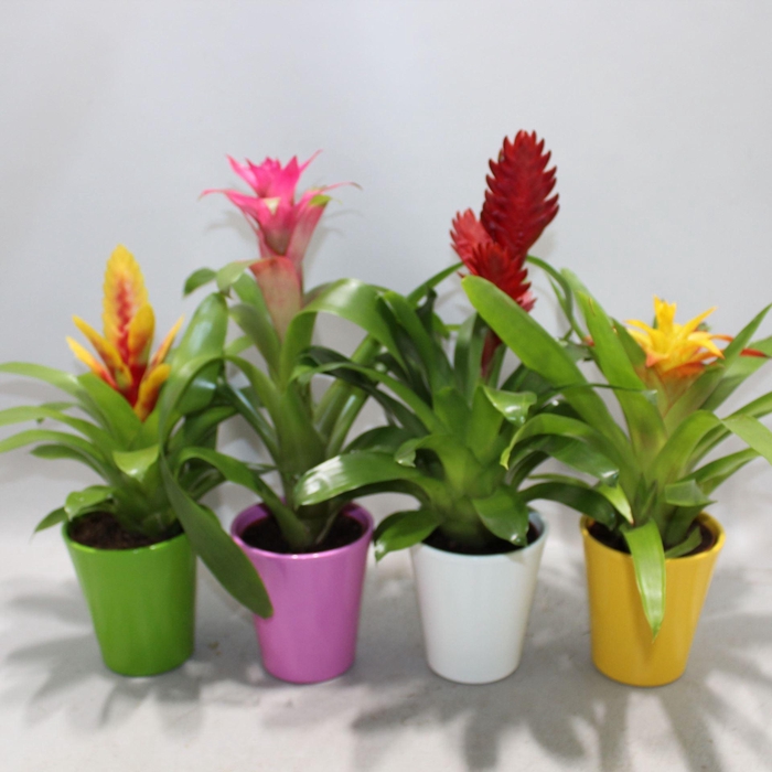 <h4>Bromelia   ...mix</h4>