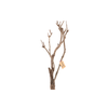 Syringa Branch Extra Langlois